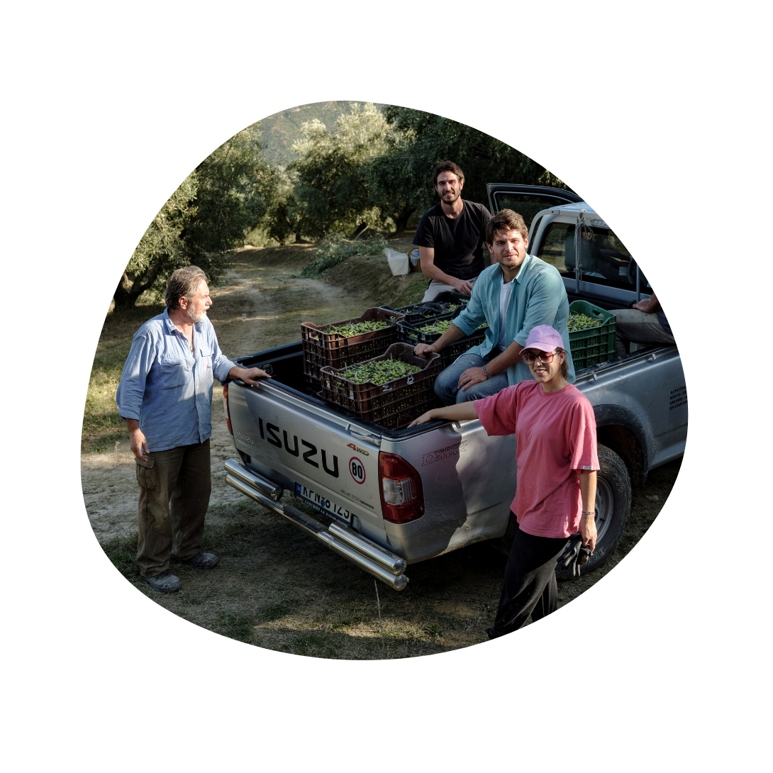 Žmonės sėdi automobilio priekaboje su alyvuogėmis