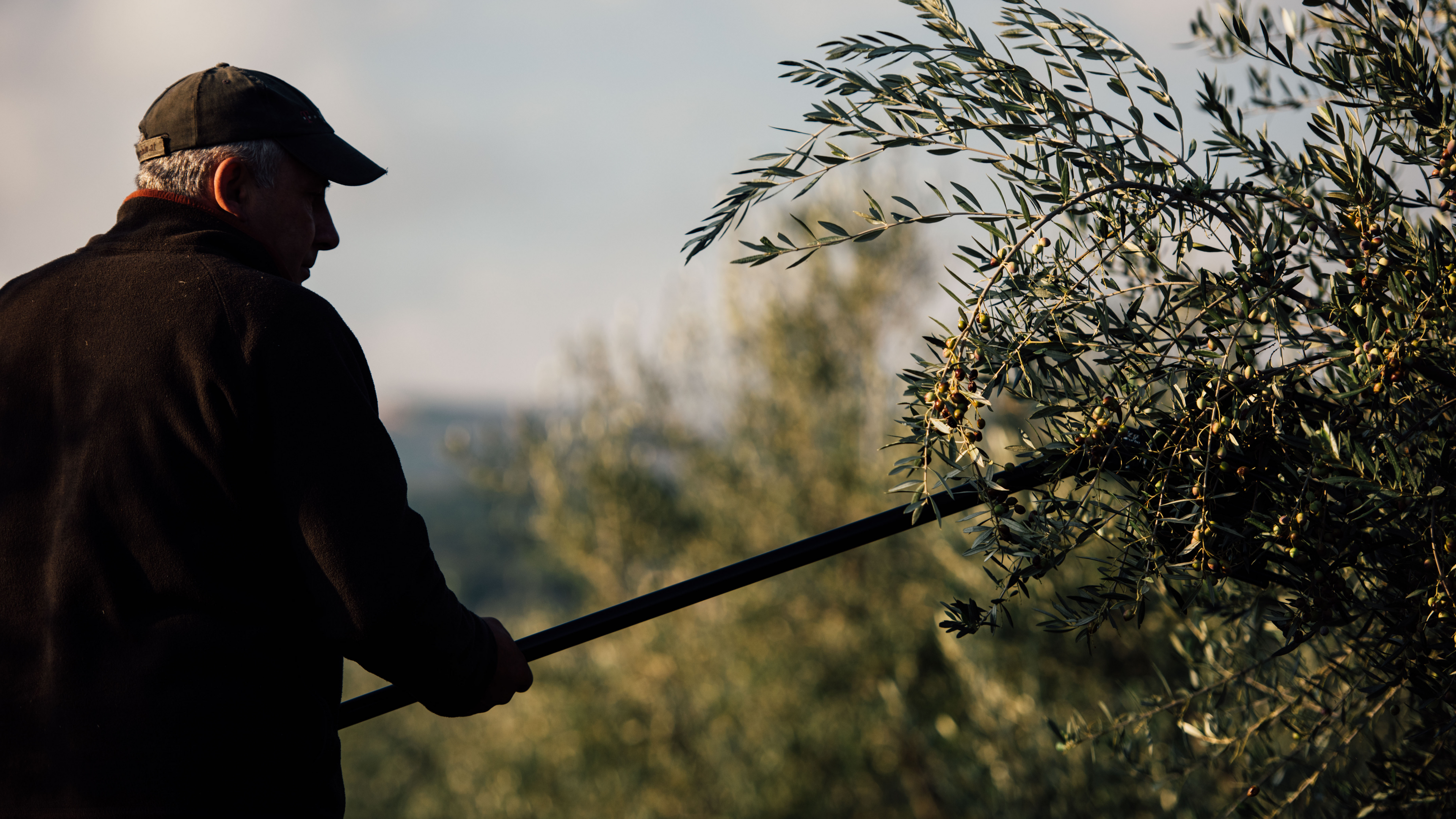 Pagyvenęs vyras renka alyvuoges