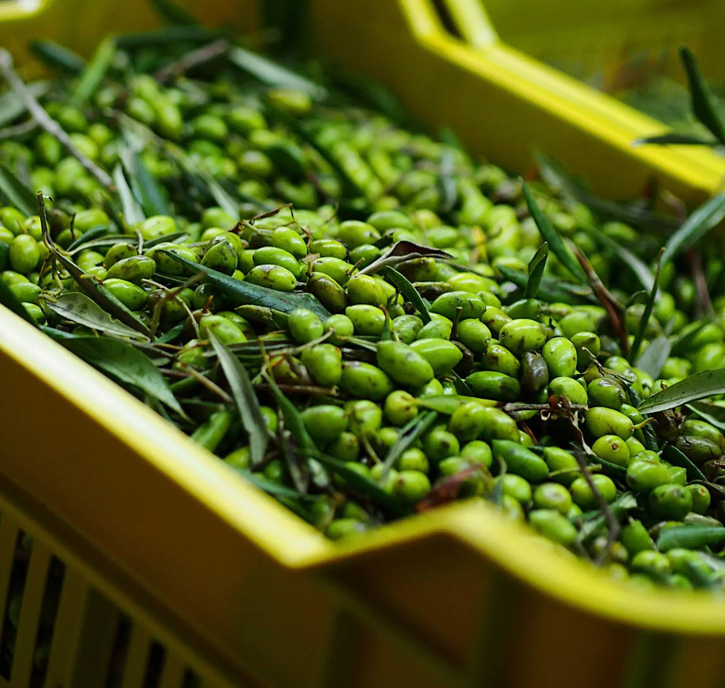 Žalios alyvuogės krepšyje