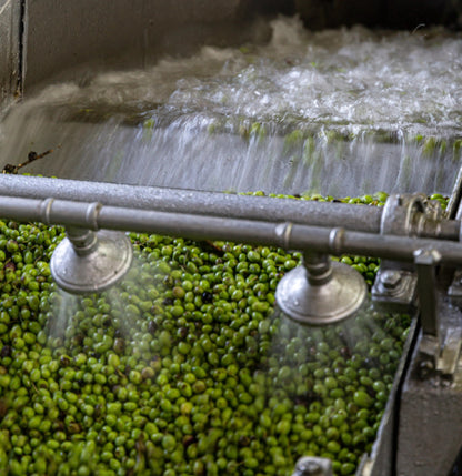 Plaunamos alyvuogės